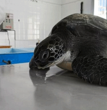 Monastir : Une tortue verte secourue en mer