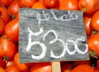 Tunisie : la tomate, un produit du quotidien devenu un produit de luxe !