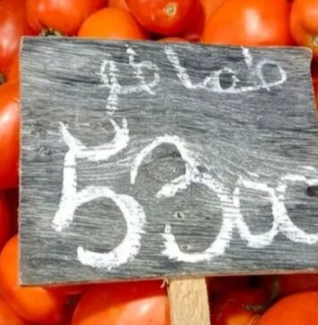 Tunisie : la tomate, un produit du quotidien devenu un produit de luxe !