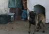 Monastir : un chien retenu à la fourrière depuis 4 mois au cœur d’un débat sur le bien-être animal