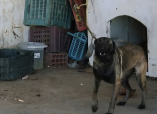 Monastir : un chien retenu à la fourrière depuis 4 mois au cœur d’un débat sur le bien-être animal