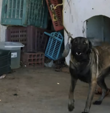 Monastir : un chien retenu à la fourrière depuis 4 mois au cœur d’un débat sur le bien-être animal