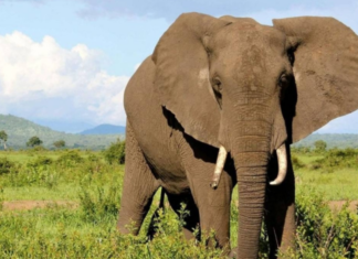 Tunisie : deux éléphants bloqués au port de Radès, appels à une intervention urgente