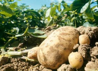 Tunisie : apparition de cas de mildiou, le ministère de l’Agriculture appelle à une intervention rapide