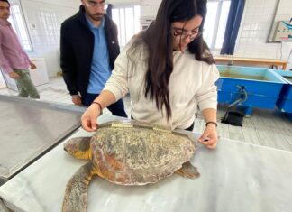 Tunisie : sauvetage d’une tortue marine en danger au large de Monastir