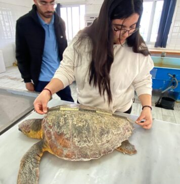 Tunisie : sauvetage d’une tortue marine en danger au large de Monastir