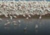 Tunisie : premier cas de nidification du flamant rose dans l’histoire du parc national d’Ichkeul