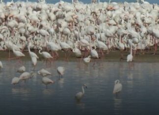 Tunisie : premier cas de nidification du flamant rose dans l’histoire du parc national d’Ichkeul