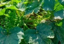Tunisie : alerte au mildiou, plusieurs cultures agricoles menacées