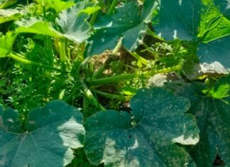 Tunisie : alerte au mildiou, plusieurs cultures agricoles menacées
