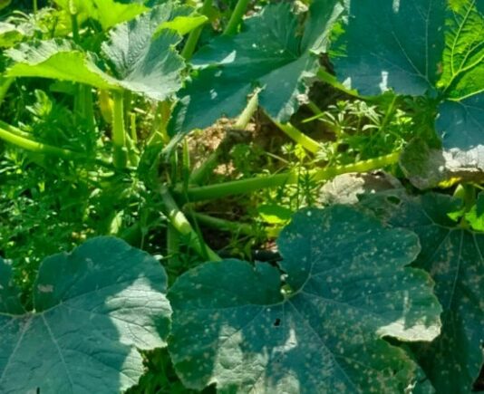 Tunisie : alerte au mildiou, plusieurs cultures agricoles menacées