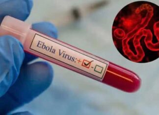 Hantavirus et Ebola : aucune menace en Tunisie, selon les autorités sanitaires