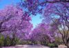 Tunis : la floraison des jacarandas illumine les rues et relance le débat sur le verdissement urbain