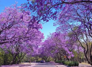 Tunis : la floraison des jacarandas illumine les rues et relance le débat sur le verdissement urbain