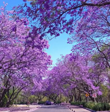 Tunis : la floraison des jacarandas illumine les rues et relance le débat sur le verdissement urbain