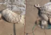 Soliman : la mer rejette 10 moutons morts sur la plage