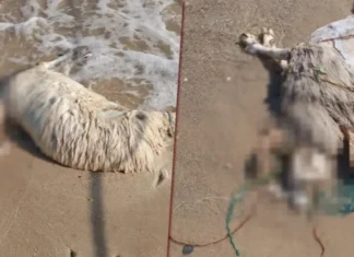 Soliman : la mer rejette 10 moutons morts sur la plage