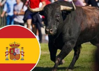 Toro de la Vega : une tradition vieille de 500 ans interdite définitivement en Espagne