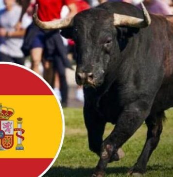 Toro de la Vega : une tradition vieille de 500 ans interdite définitivement en Espagne