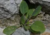 Intoxication à Meknassi : tout savoir sur la plante mortelle Nicotiana glauca