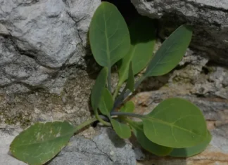 Intoxication à Meknassi : tout savoir sur la plante mortelle Nicotiana glauca