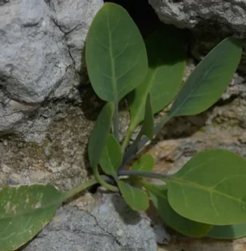 Intoxication à Meknassi : tout savoir sur la plante mortelle Nicotiana glauca