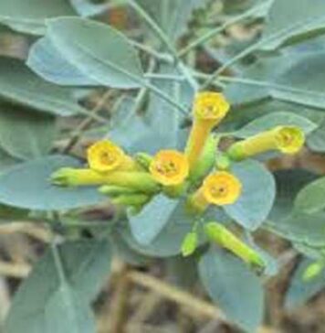 Akouda : campagne d’arrachage de la plante toxique d’Anabazine