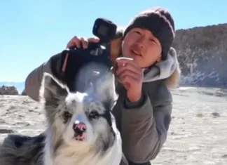 Chine : un chien star des réseaux sociaux volé puis vendu pour 26 dollars avant de finir en repas !