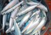 Tunisie : la canicule menace d’importantes quantités de sardines de destruction