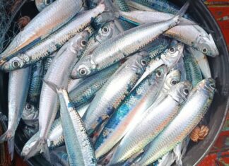 Tunisie : la canicule menace d’importantes quantités de sardines de destruction
