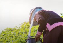 Sfax : une ouvrière agricole meurt des suites d’un coup de chaleur