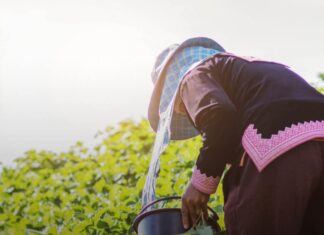 Sfax : une ouvrière agricole meurt des suites d’un coup de chaleur