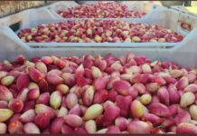 Gafsa : une récolte de pistaches estimée à 4 900 tonnes, en hausse cette saison