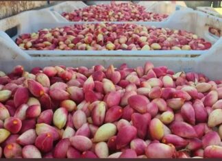 Gafsa : une récolte de pistaches estimée à 4 900 tonnes, en hausse cette saison