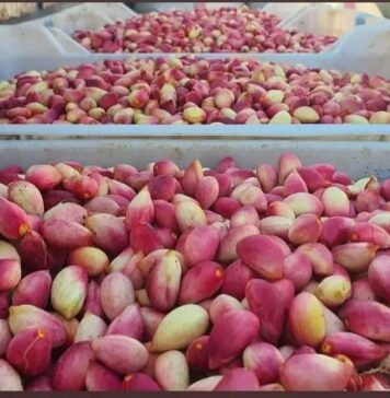 Gafsa : une récolte de pistaches estimée à 4 900 tonnes, en hausse cette saison