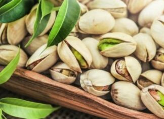 Gafsa : une production record de 4 900 tonnes de pistaches attendue en 2026