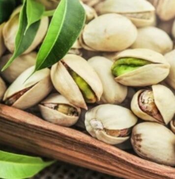 Gafsa : une production record de 4 900 tonnes de pistaches attendue en 2026