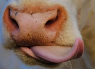 Bizerte : des inconnus coupent la langue d’une vache, vive indignation après cet acte barbare