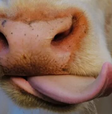 Bizerte : des inconnus coupent la langue d’une vache, vive indignation après cet acte barbare