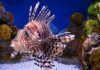 Le poisson-lion se rapproche des côtes tunisiennes et inquiète les spécialistes