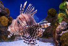 Le poisson-lion se rapproche des côtes tunisiennes et inquiète les spécialistes