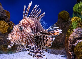 Le poisson-lion se rapproche des côtes tunisiennes et inquiète les spécialistes