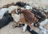 Gafsa : mort de 150 moutons et chèvres, un fleuve contaminé par les rejets de phosphate mis en cause