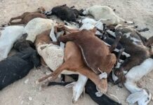 Gafsa : mort de 150 moutons et chèvres, un fleuve contaminé par les rejets de phosphate mis en cause