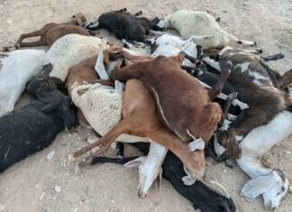 Gafsa : mort de 150 moutons et chèvres, un fleuve contaminé par les rejets de phosphate mis en cause