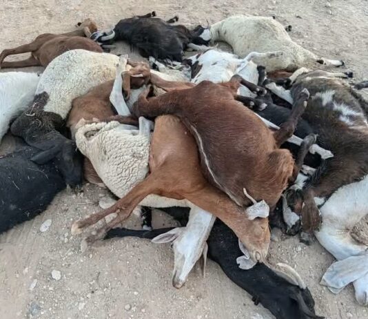 Gafsa : mort de 150 moutons et chèvres, un fleuve contaminé par les rejets de phosphate mis en cause