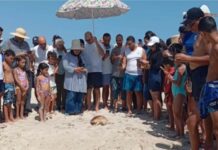 Ghar El Melh : une tortue marine relâchée après trois mois de soins