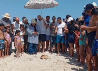 Ghar El Melh : une tortue marine relâchée après trois mois de soins