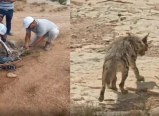 Kasserine : une hyène rayée meurt quelques heures après son sauvetage, des suites de coups de pierres et de bâtons
