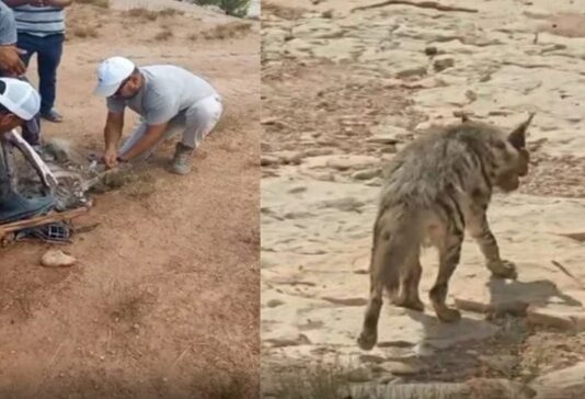 Kasserine : une hyène rayée meurt quelques heures après son sauvetage, des suites de coups de pierres et de bâtons